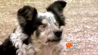 Amazing Blind Dog Loves to Play Ball