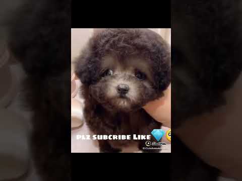 Cute Cats and Dogs Video ❣️Plz subcribe and like I  need support♥️