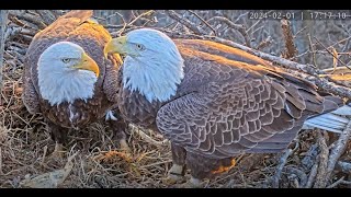 Dulles Greenway Eagle Cam - 4K live webcam