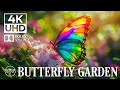 Butterfly Garden 4K Relaxing Insect Film With Soothing Music 4K Video UHD 5