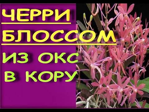 Реакция КОРНЕЙ орхидеи:ПОСАДКА из ОКС в КОРУ.Vanda Cherry Blossom ("Черри Блоссом").