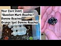 Orange Domino Cockroaches Question Mark Roaches #questionmarkroaches #dominoroaches Orange Domino Cockroaches Question Mark Roaches #questionmarkroaches #dominoroaches