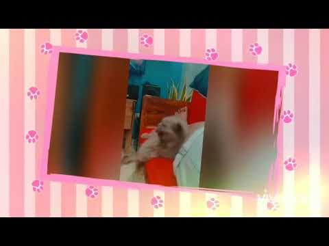 Hello to Chuchie Cat 🐈