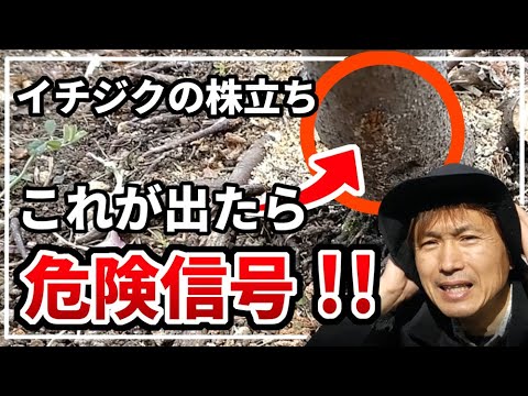 背が高すぎるイチジクの木を剪定するにはどうすればよいですか？簡単なヒントに従ってください。  庭園