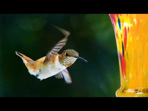 5 Crazy Facts About Hummingbirds!