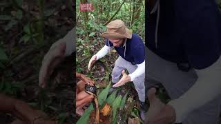 Hunting with Lost Amazon Tribe in the Jungle