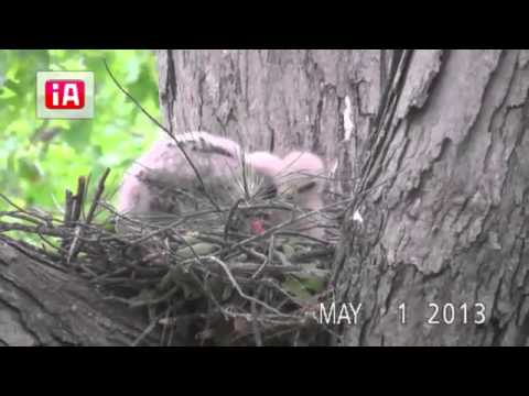 Video 13 - CPB Law Hawk - Chicks Feeding Themselves - May 1, 2013
