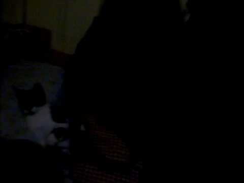 Josiel pirando com o gato