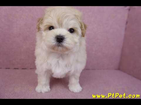 11/23馬爾泰迪母幼犬(高雄仁武)