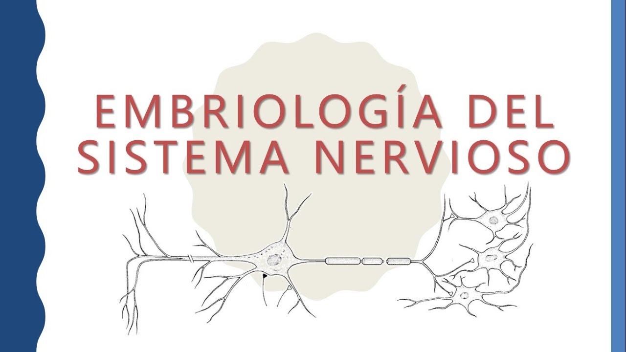 Embriología del sistema nervioso
