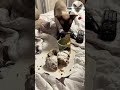 Snacking in bed is a nervous activity 😂😮😂 impudent cat | oriental cat | cat family 😂 #cat #cats