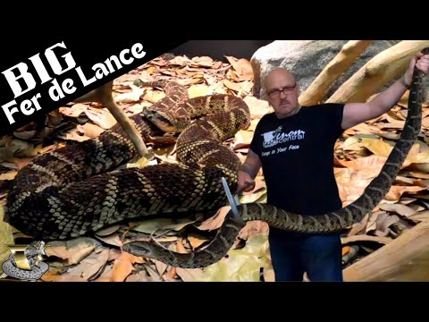I Found the World's Largest Lancehead Snake