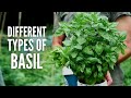 Types of Basil: 20 Basil Varieties and Their Use