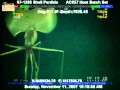 Magnapinna Squid Filmed at Drilling Site
