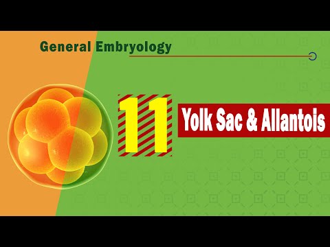 𝟏𝟏. 𝐘𝐨𝐥𝐤 𝐬𝐚𝐜 & 𝐀𝐥𝐥𝐚𝐧𝐭𝐨𝐢𝐬 (كيس الصفار والسقاء) 🟡 + ⤵