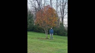 Captain Beefheart Autumn's Child
