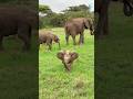 Ek Mota Hathi Hathi Cutebaby Ekmotahathighumechala