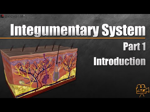Integumentary System In 9 Minutes (Part 1 Of 3)