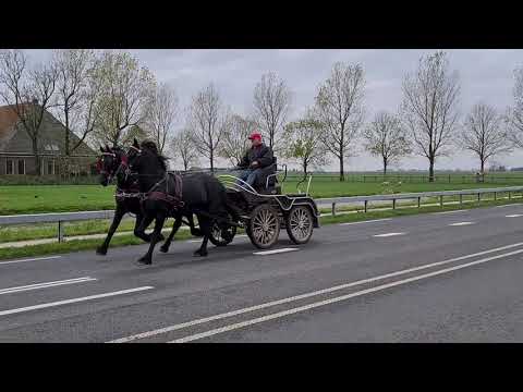 Stal Okkema's Ewout en Doede v. Eise stallions 2017 later changing sides.