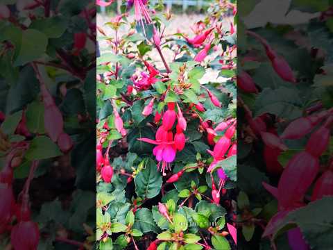 🍃🌾🏵️My garden! 🌼🍂🌸