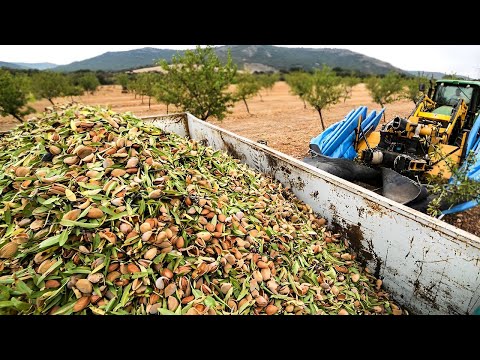 How Modern Technology Cultivates and Harvests Almonds | Almond Nut Packing Factory