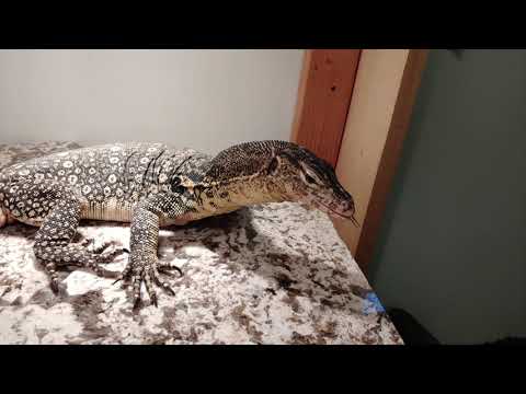 Tame Asian Water Monitor
