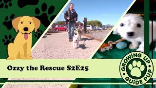 Ozzy the Rescue S2E25