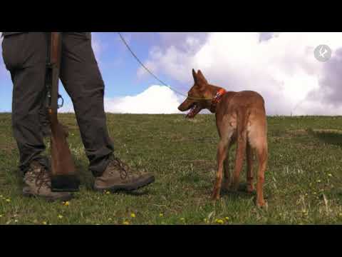 El podenco: raza y codicia | Cazadores de Lances