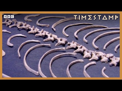 Why Human Guts And Teeth Are Shrinking Over Time | Bbc Timestamp