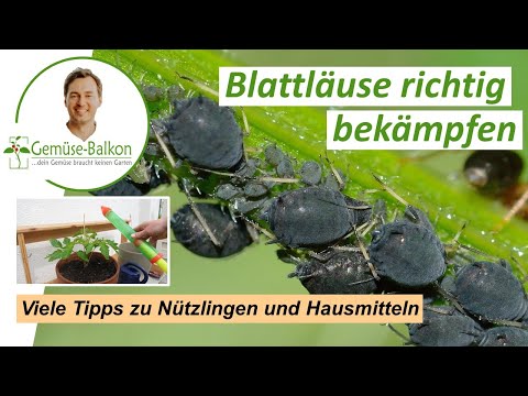 Blattläuse 🪲 auf dem Balkon bekämpfen - Viele Tipps zu Nützlingen 🐞 und ökologischen Methoden