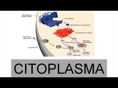 TEMA 03 - PODCAST DE CONSIDERAÇÕES FINAIS DA CITOPLASMA: MOVIMENTO SÍNTESE E DIGESTÃO CELULAR