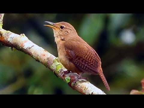 Oriešok domový (Troglodytes aedon) — správanie, biotop a hlas