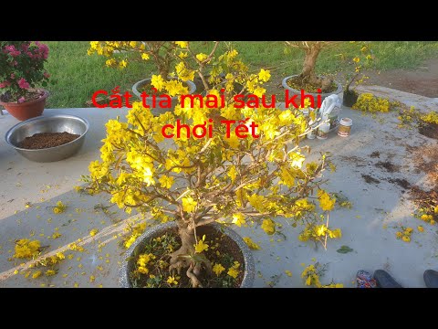 Cắt tỉa mai sau khi chơi Tết ngày mùng 4 Tết