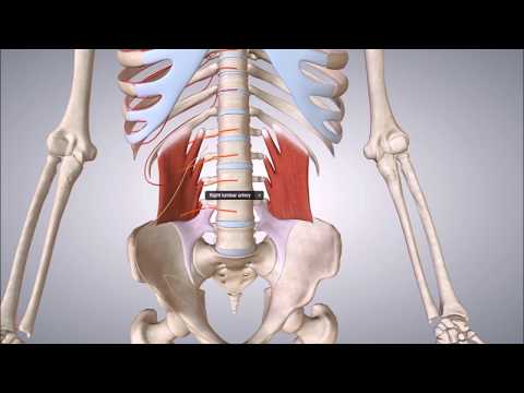 M. quadratus lumborum