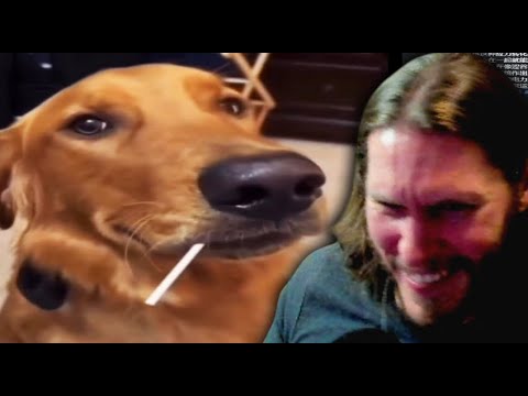 Jerma You Laugh, You Lose 2026 (With Chat)