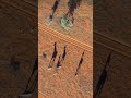 The beautiful shadow of the giraffes, moving taller than themselves...