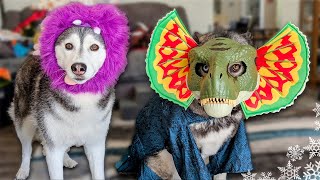 My Dogs Try On Funny Halloween Costumes 🎃 My Dog Freezes!