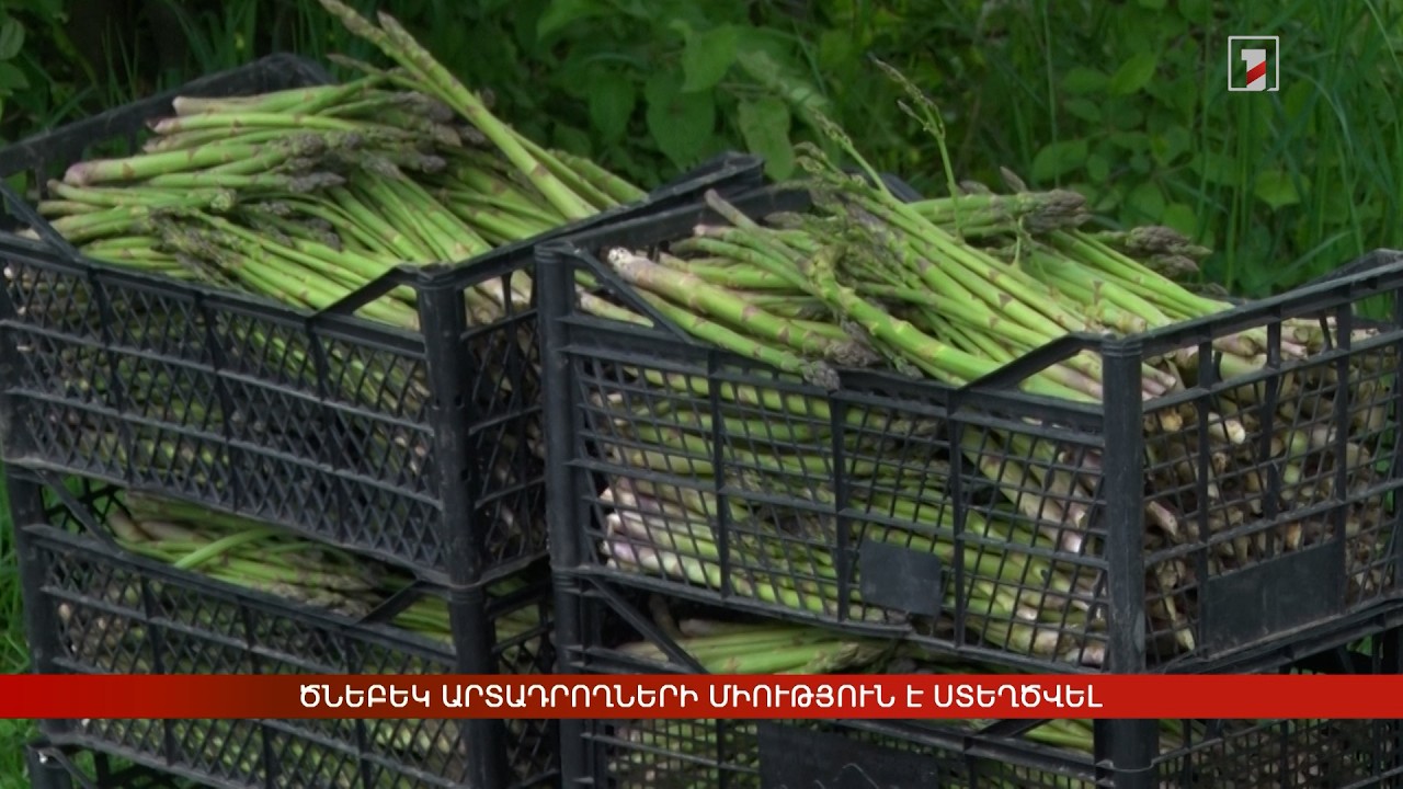 Ծնեբեկ արտադրողների միություն է ստեղծվել