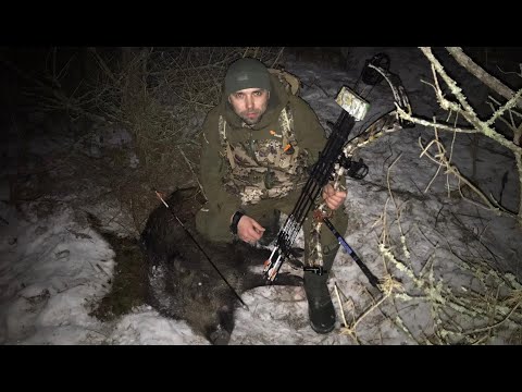 Охота с луком на кабана. Меткий выстрел на охоте. Розыгрыш лука!