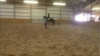Friesian Horse Fun