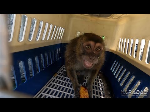 EP722 - Pagpapawala sa Unggoy | Occ. Mindoro