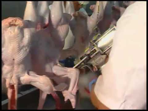 Cpp turkey hock and neck cutter