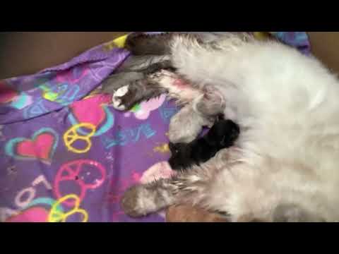 my cat gave birth :0