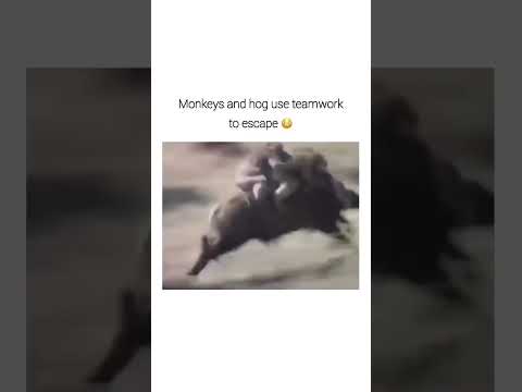 Escaping 😂 #shorts #funny #comedy #animals