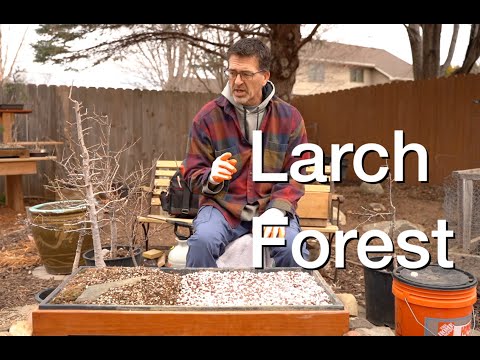 Larch Forest Repot pt 1:  Dave's Bonsai E200