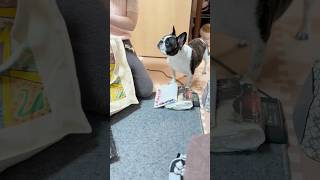 一緒に選んでくれる愛犬