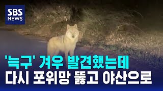 '늑구' 겨우 발견했는데..다시 포위망 뚫고 야산으로 / SBS