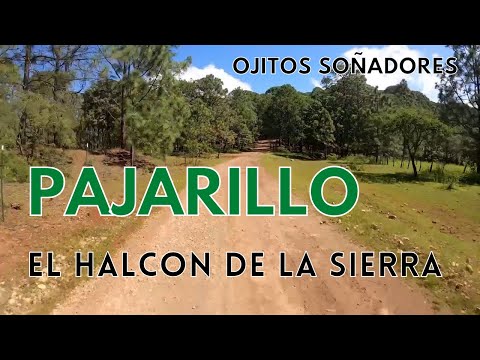 El Halcón De La Sierra - Pajarillo (Rumbo a Surutato)