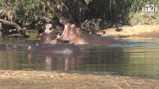 Hippo Interactions in The River