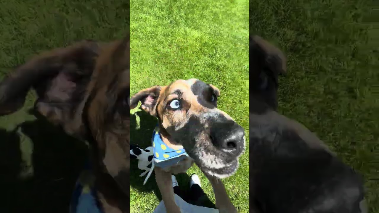 Enlarge Eros, a ADOPTABLE mixed breed in Aurora, IL video 5/5